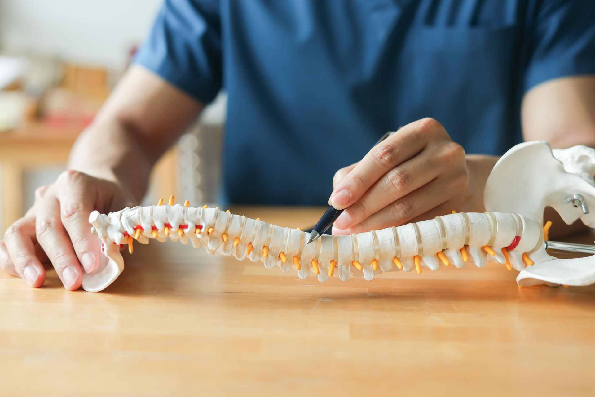 close up physical therapist hand pointing on human skeleton at middle back to advise and consult to patient to treatment at office for healthcare and telemedicine concept